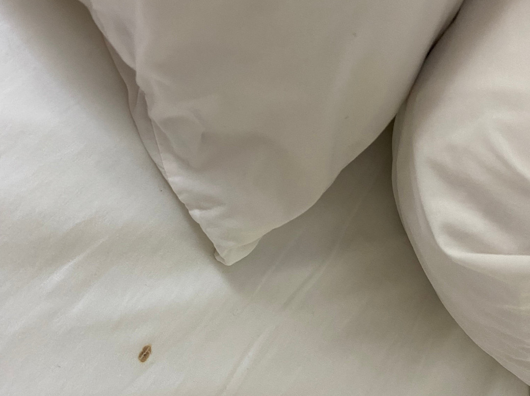 Super 8 by Wyndham Springdale AR主图