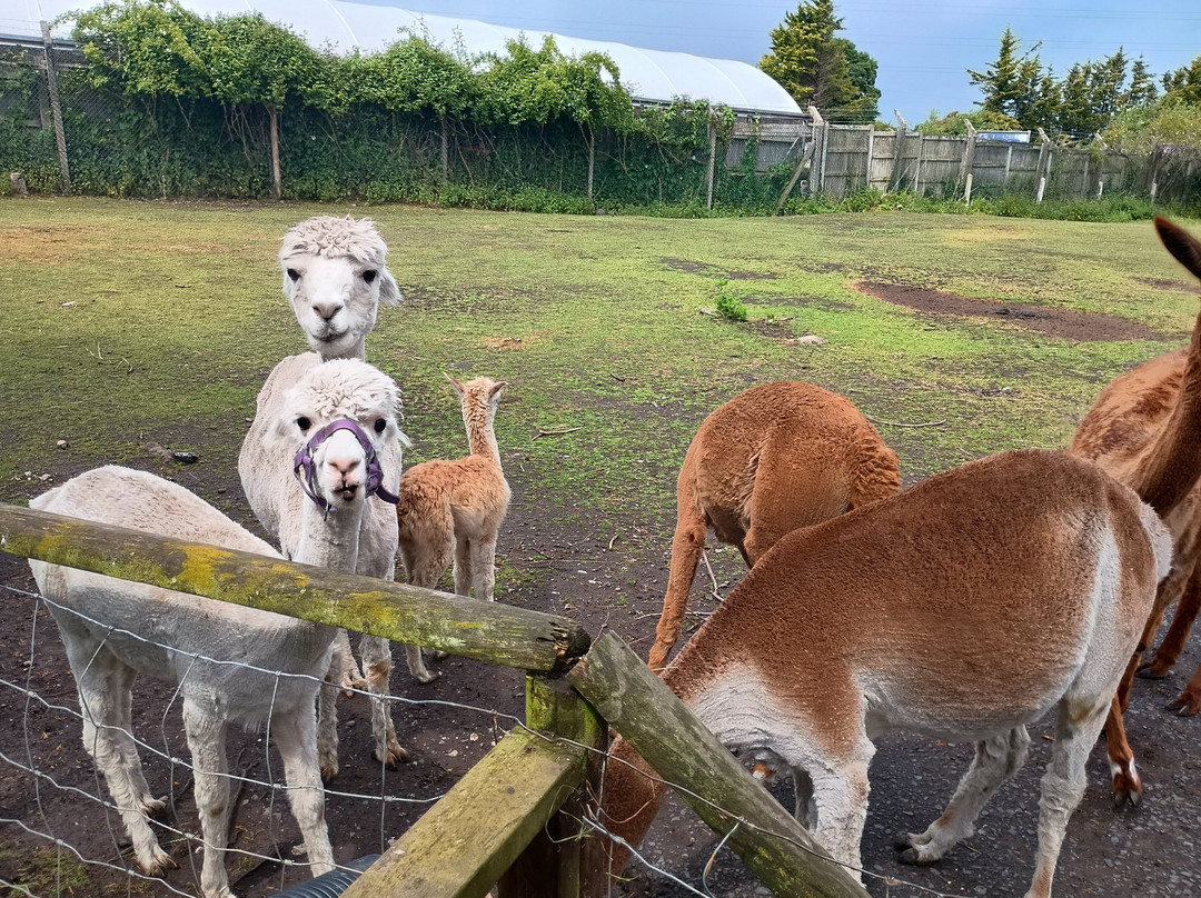 Greenacres Animal Park景点图片