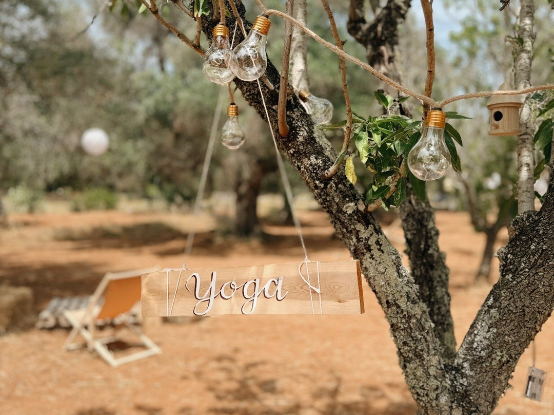 Olive Grove Experience景点图片