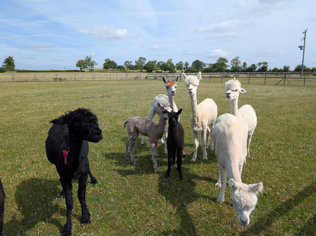 Cotswold Vale Alpacas-伊夫舍姆必去景点