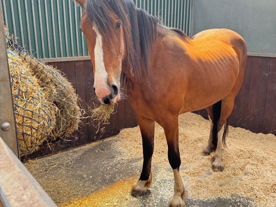 World Horse Welfare Penny Farm-黑潭必去景点