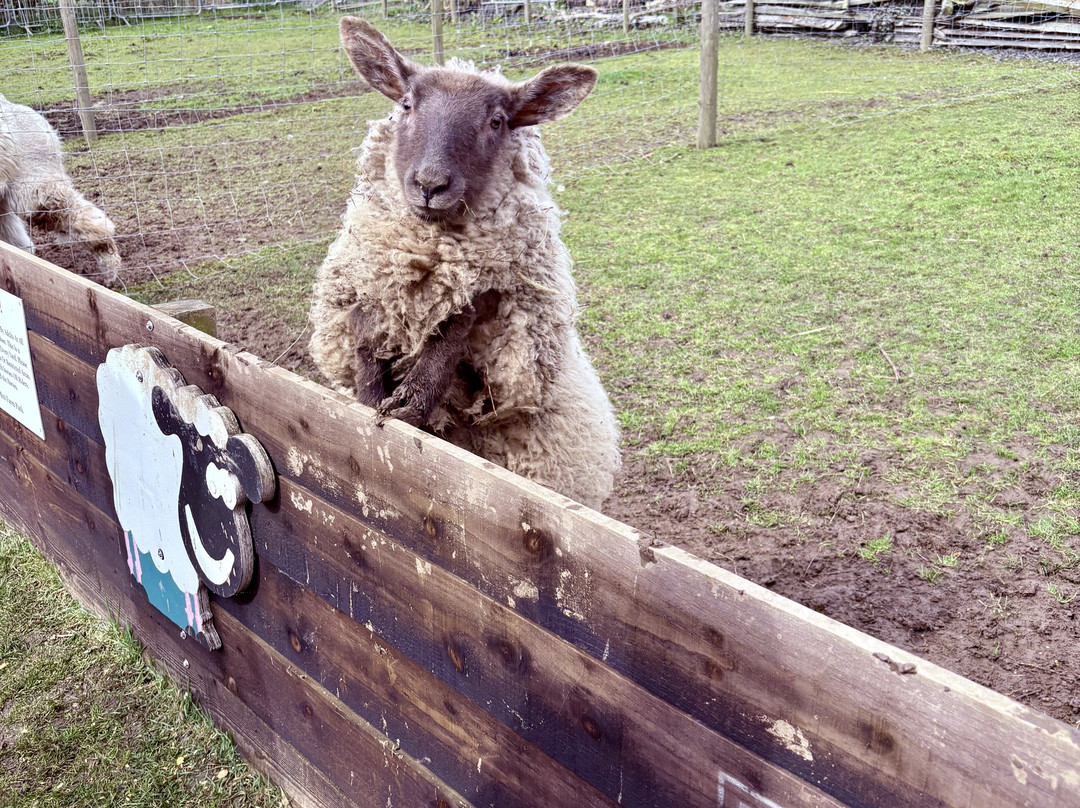 Melville mini farm park-Aberdour必去景点