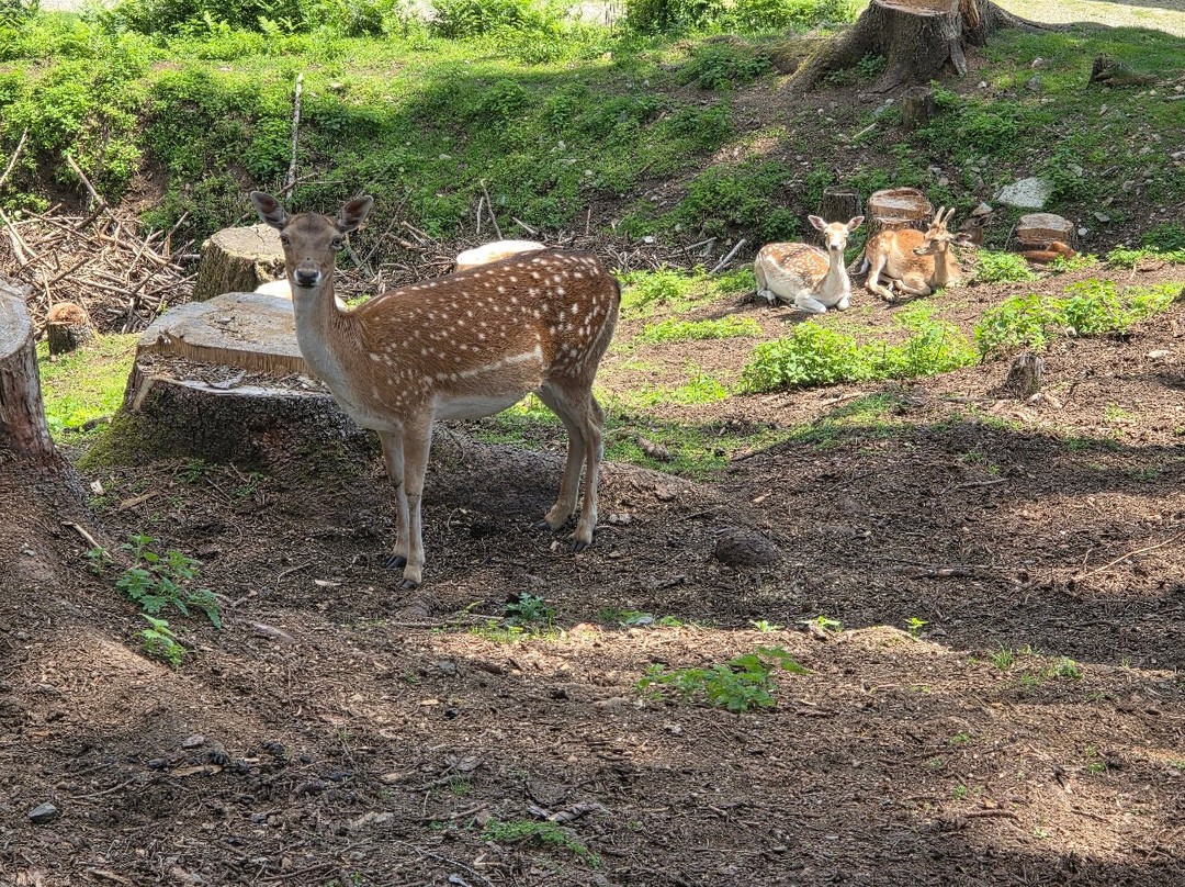Wildpark Assling-Oberassling必去景点