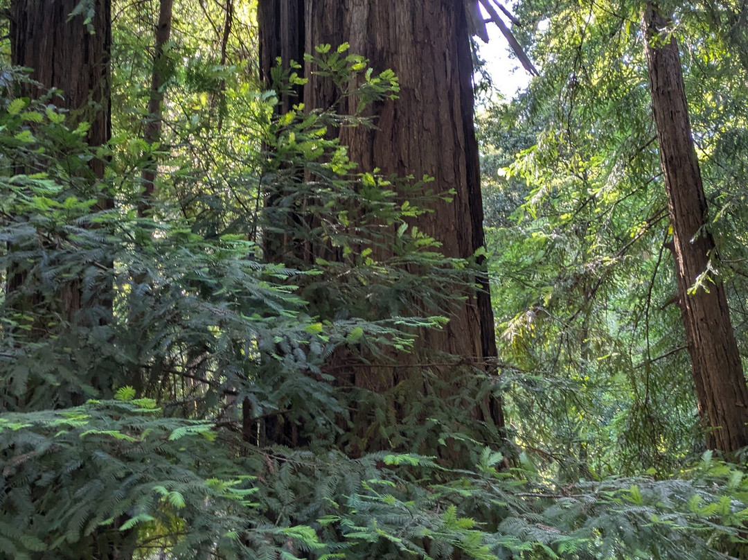 Portola Redwoods State Park-La Honda必去景点