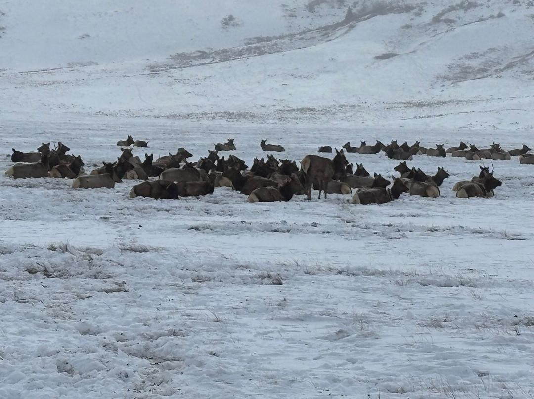 国家麋鹿保护区-杰克逊必去景点