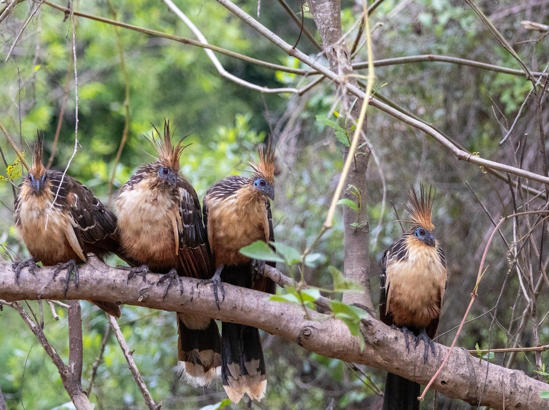 Indigena Tours-Rurrenabaque必去景点