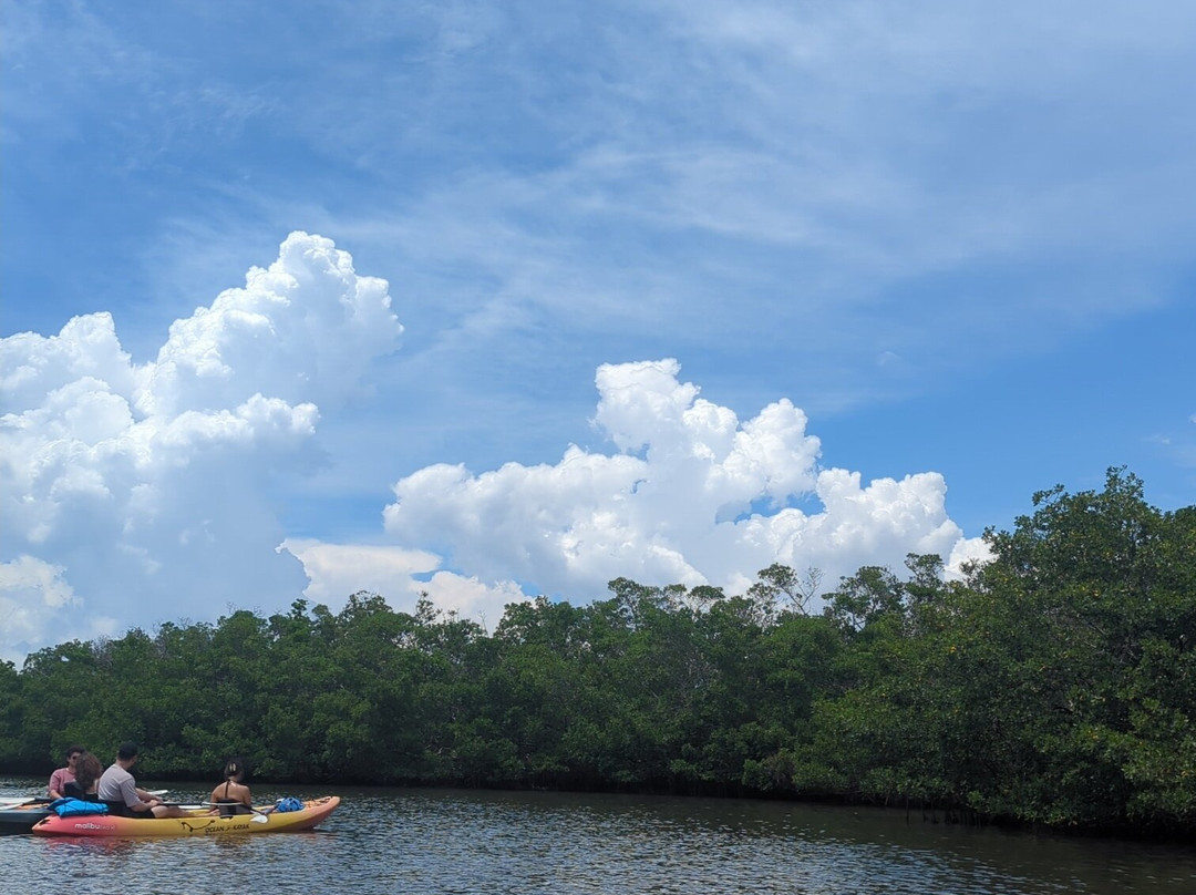 Coastal Kayak Adventures-Lido Key必去景点