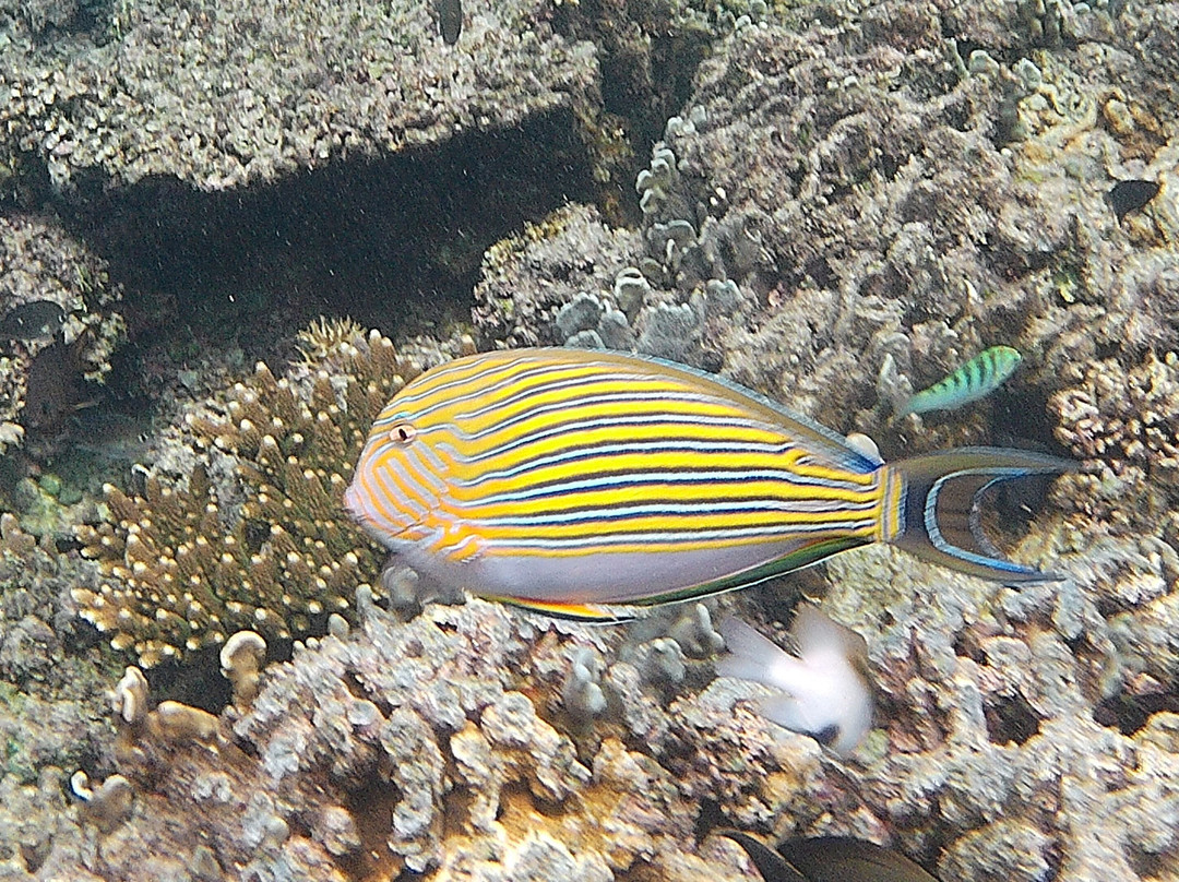 Compass Diving-Atauro必去景点