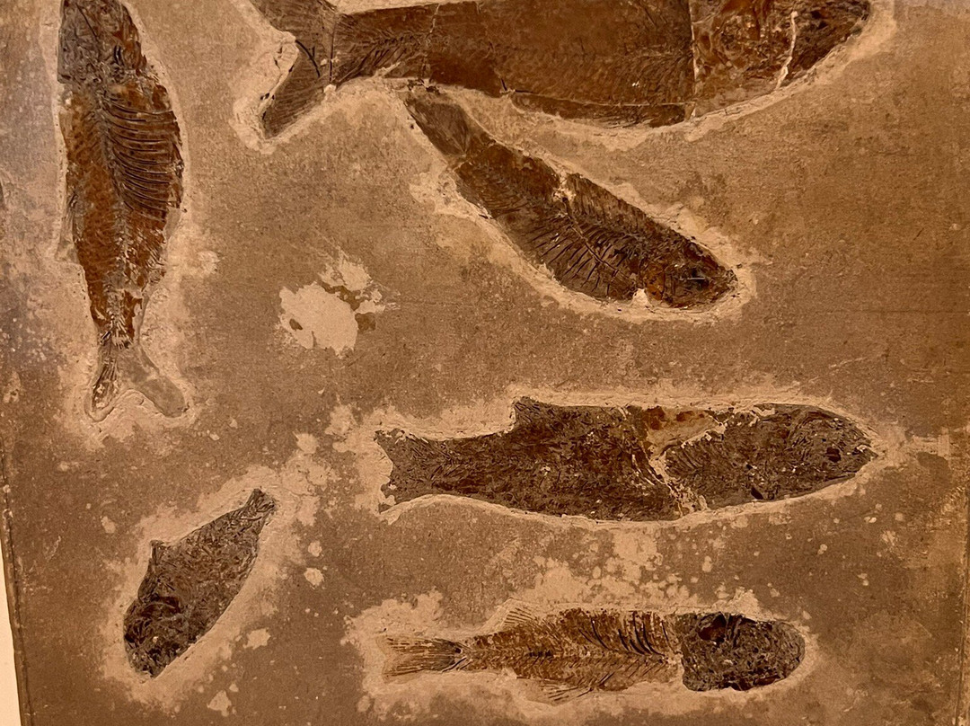 Neues Schloss-梅尔斯堡（博登湖）必去景点