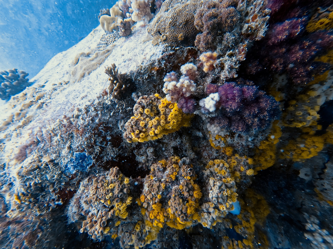 Blue Sea Divers Sainte-Anne-Sainte Anne Island必去景点