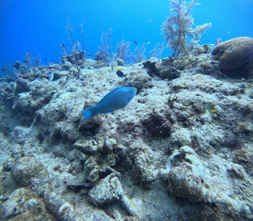 Off the Wall Divers-大开曼岛必去景点