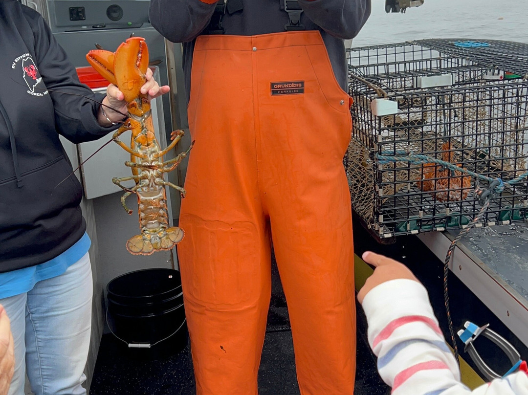 Catch Your Dinner Lobster Tours-Corea必去景点