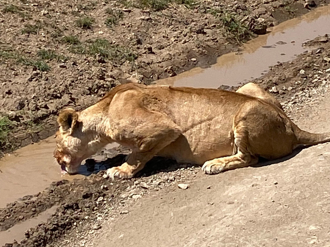 Kilimanjaro Vikings Adventures-莫西必去景点