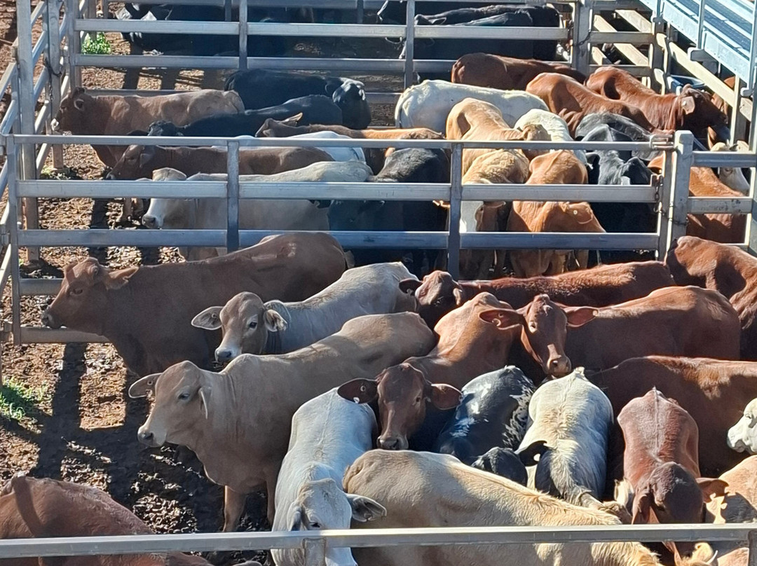 Roma Cattle Saleyards-Roma必去景点