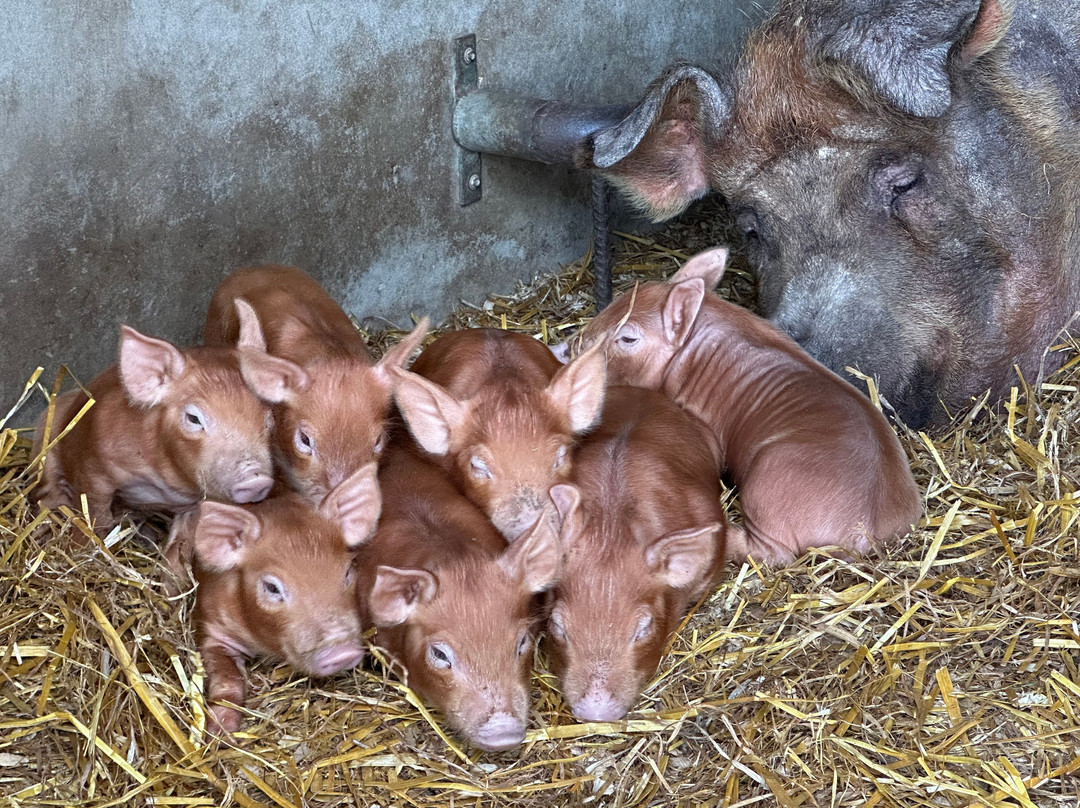 Rigney's Farmhouse Bed & Breakfast主图