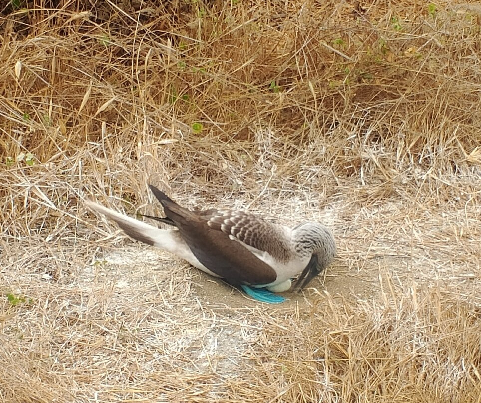 Isla de la Plata-Puerto Lopez必去景点