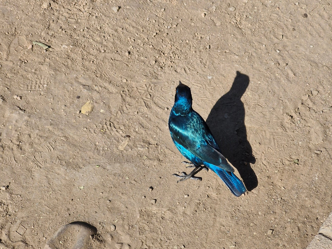 On Safari Africa - Kruger National Park-马里兰必去景点