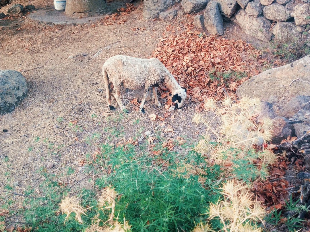 Alterna Koy Evi主图