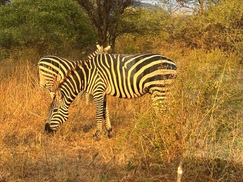 Netherken Safaris & Tours-蒙巴萨必去景点