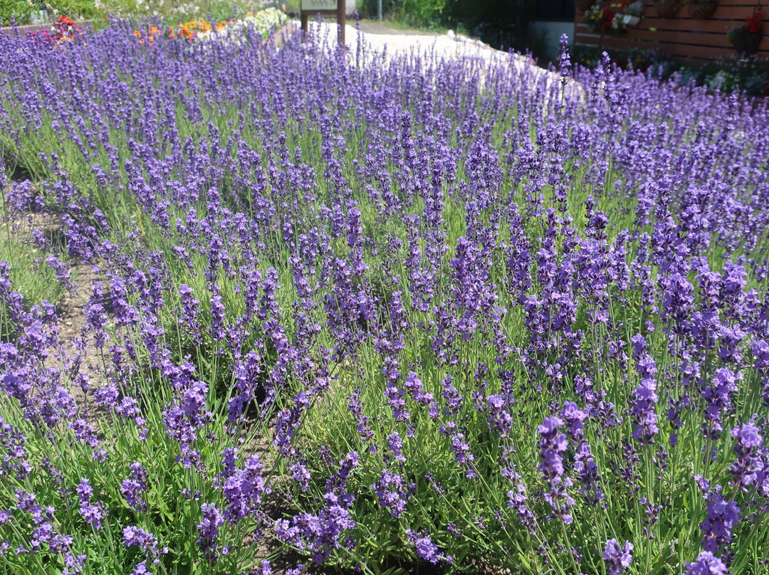 Iwamizawa Service Area Outbound-岩见泽市必去景点