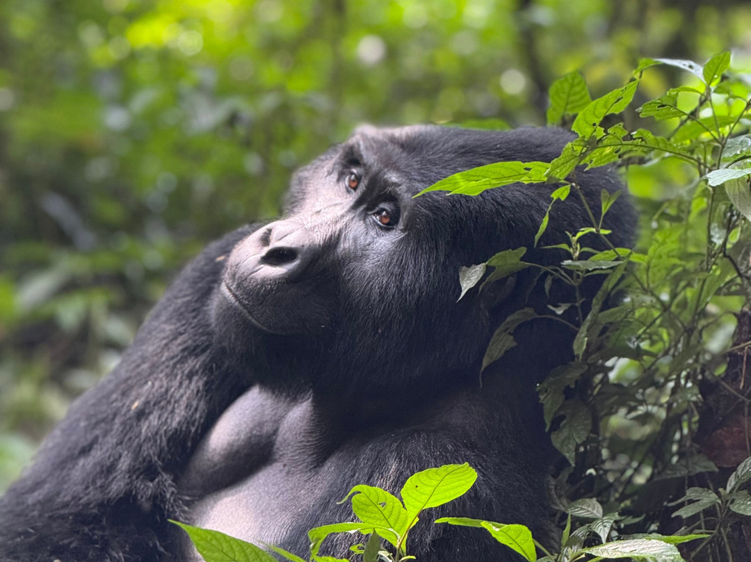 Gorilla Bookings-坎帕拉必去景点