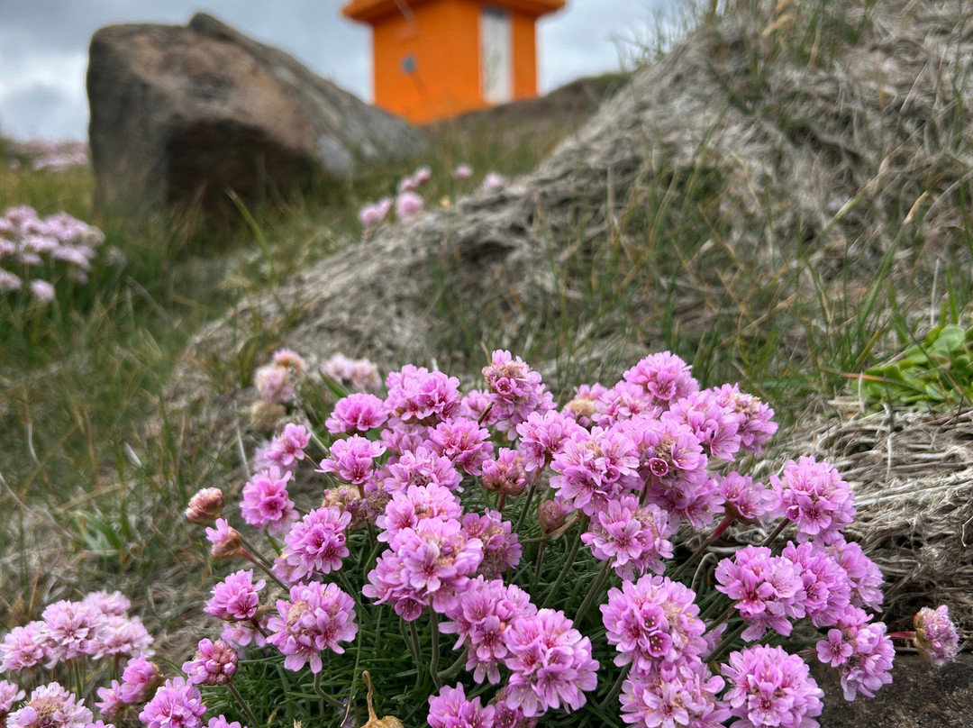 Aeoarstein Lighthouse-Djupivogur必去景点
