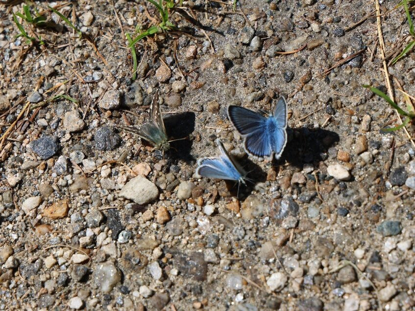 Goldgräberdorf Heiligenblut-海利根布卢特必去景点