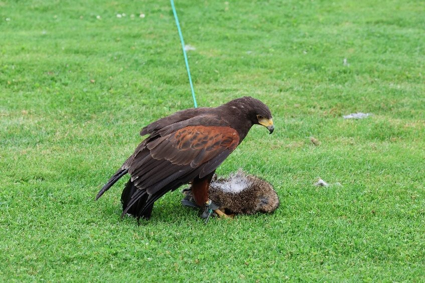 Adler Arena Burg Landskron-Landskron必去景点