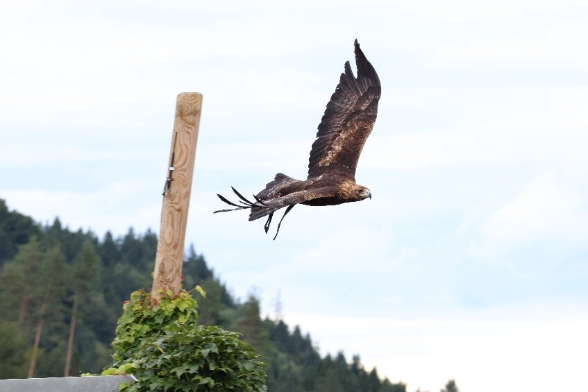 Adler Arena Burg Landskron-Landskron必去景点