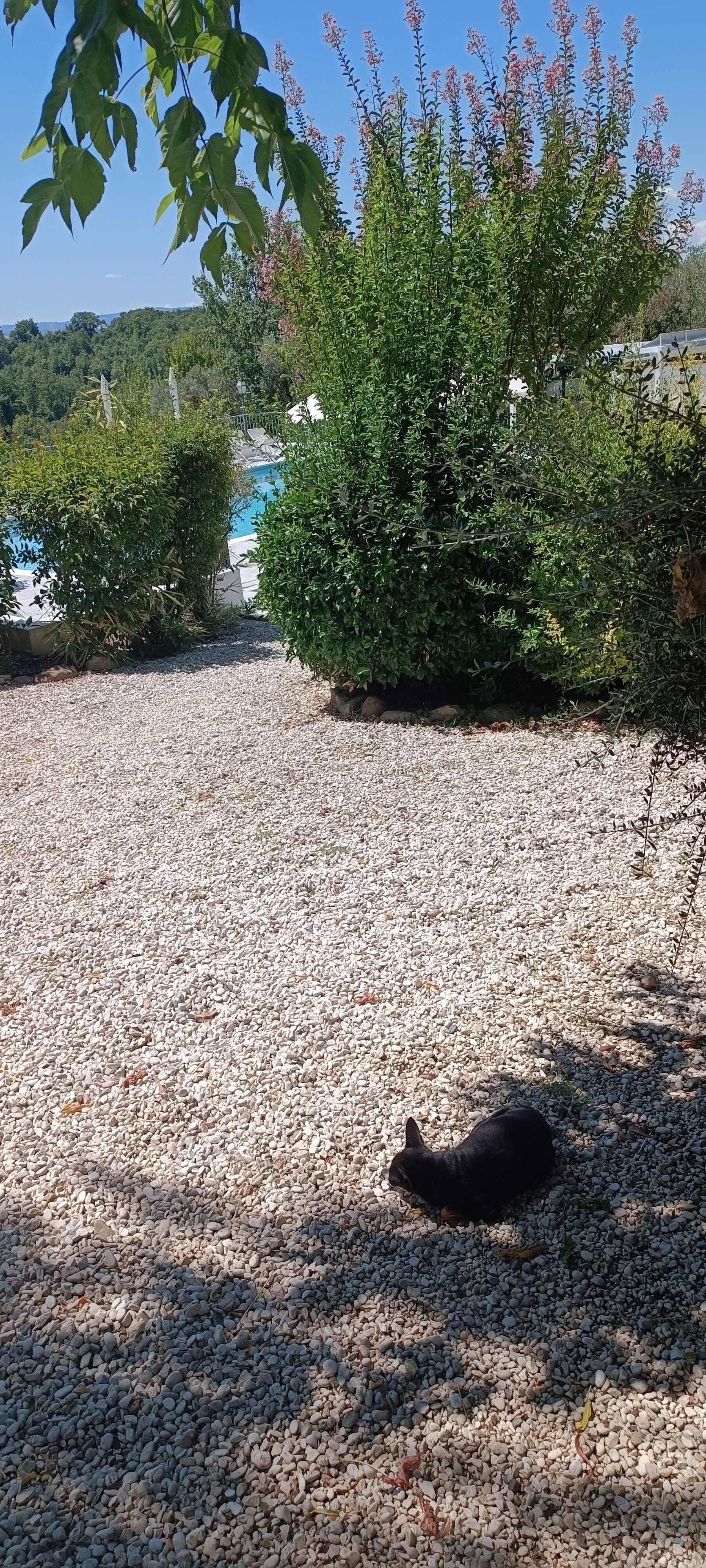 Antica Fattoria del Colle-官方