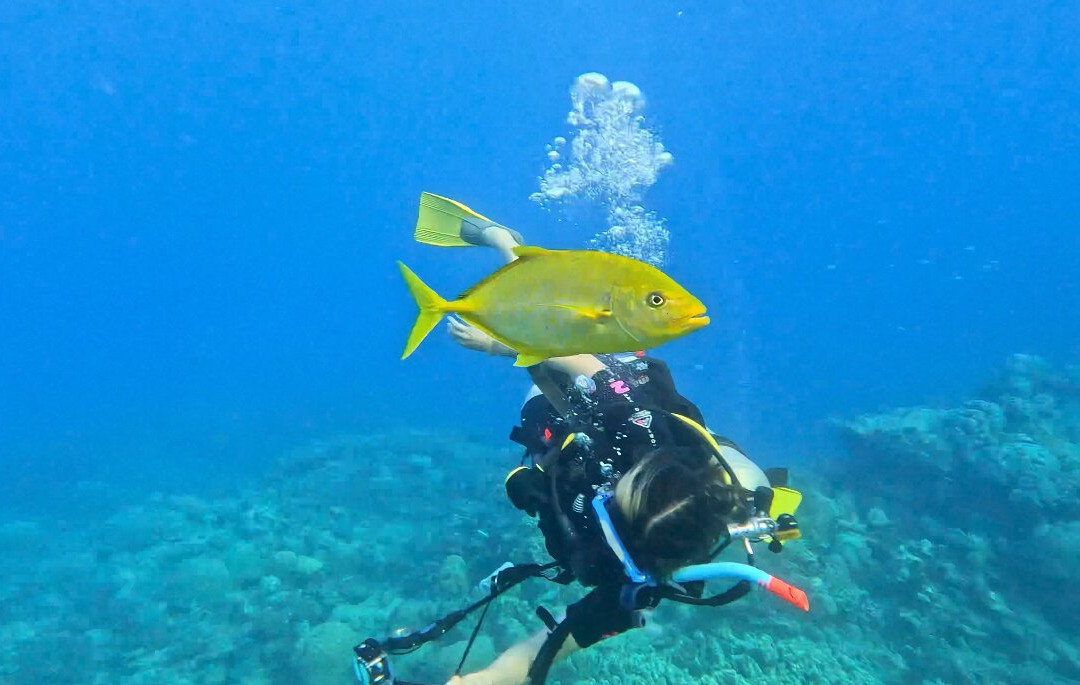 Reef Encounter-凯恩斯必去景点