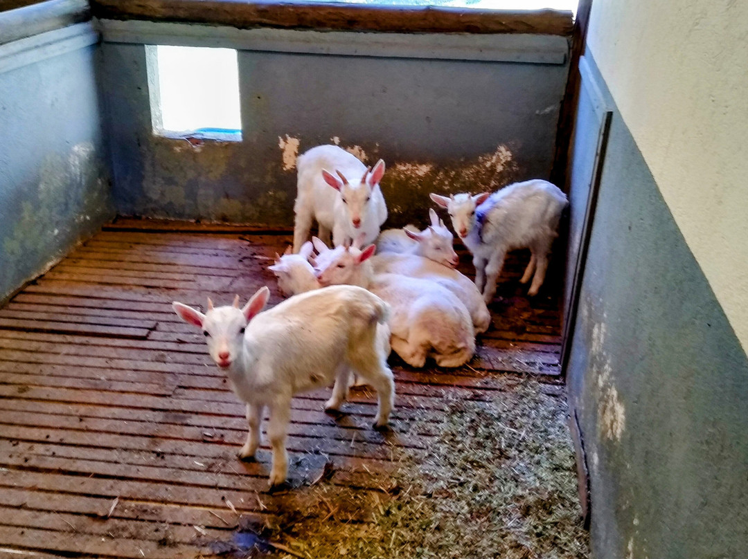 Hotel Fazenda Suica Le Canton主图