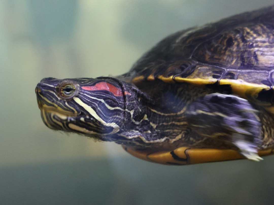 BC Wildlife Park-坎卢普斯必去景点