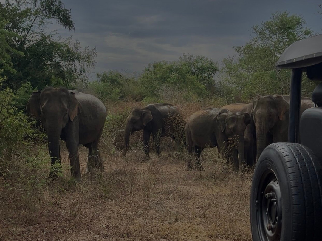 Udawalawe Safari Kingdom-乌达瓦拉瓦必去景点