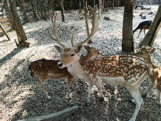 Gorica Zoo-比亚拉必去景点