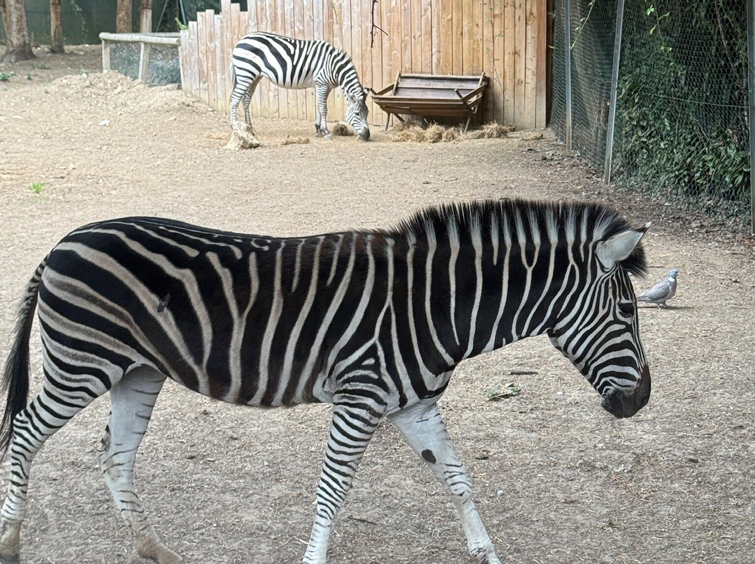 Call Of The Wild Zoo-South Woodham Ferrers必去景点