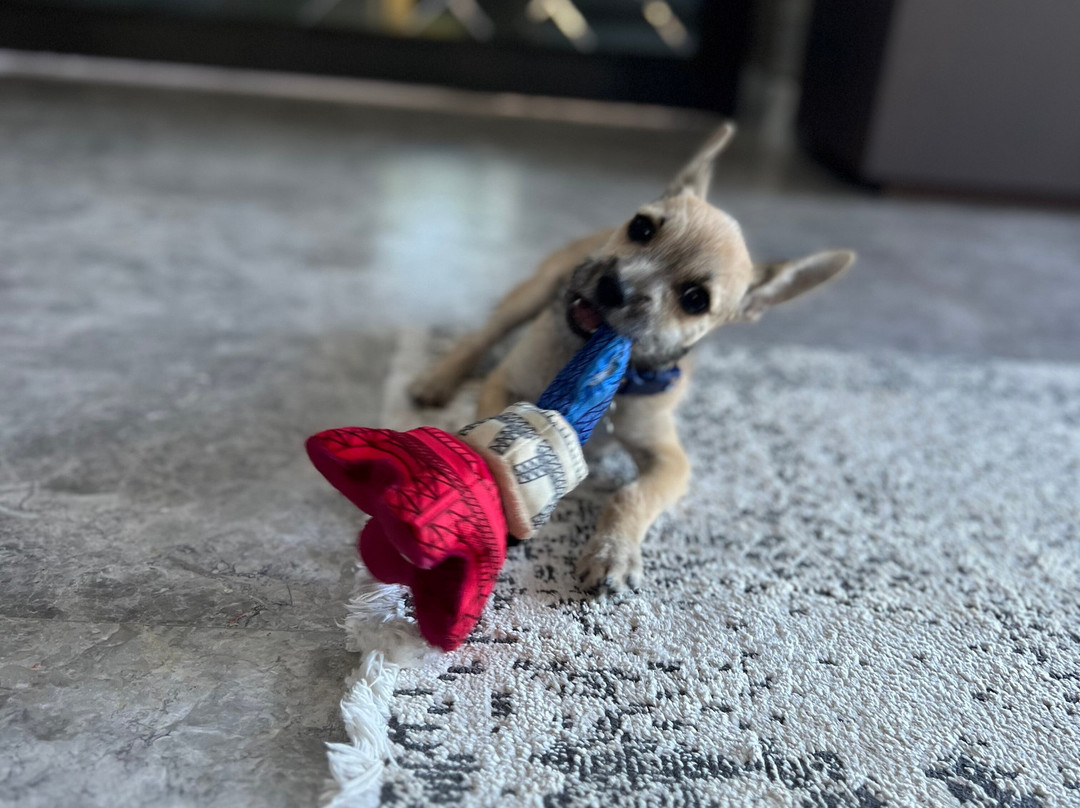 Wet Noses Rescue-Corral del Risco必去景点