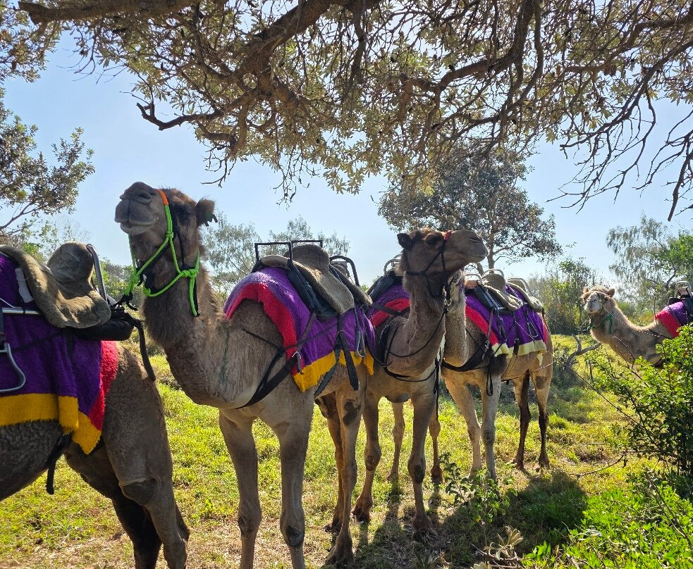 Camelot Camels & Noosa Camel Rides-Noosa North Shore必去景点