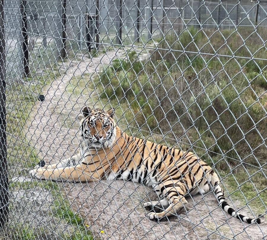 Panthera Africa - Big Cat Sanctuary-斯坦福必去景点