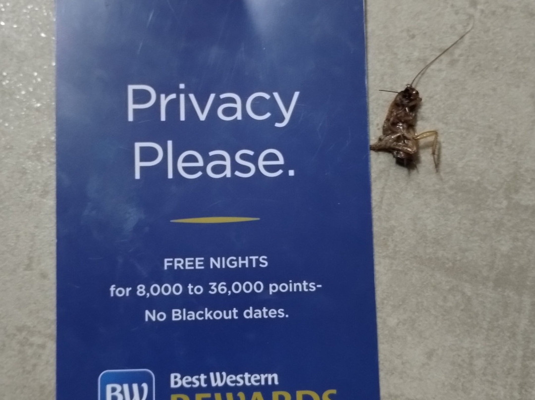 Best Western Eastland主图