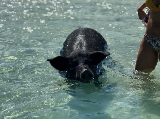 Crazy Bahamian Tours-大埃克苏马必去景点