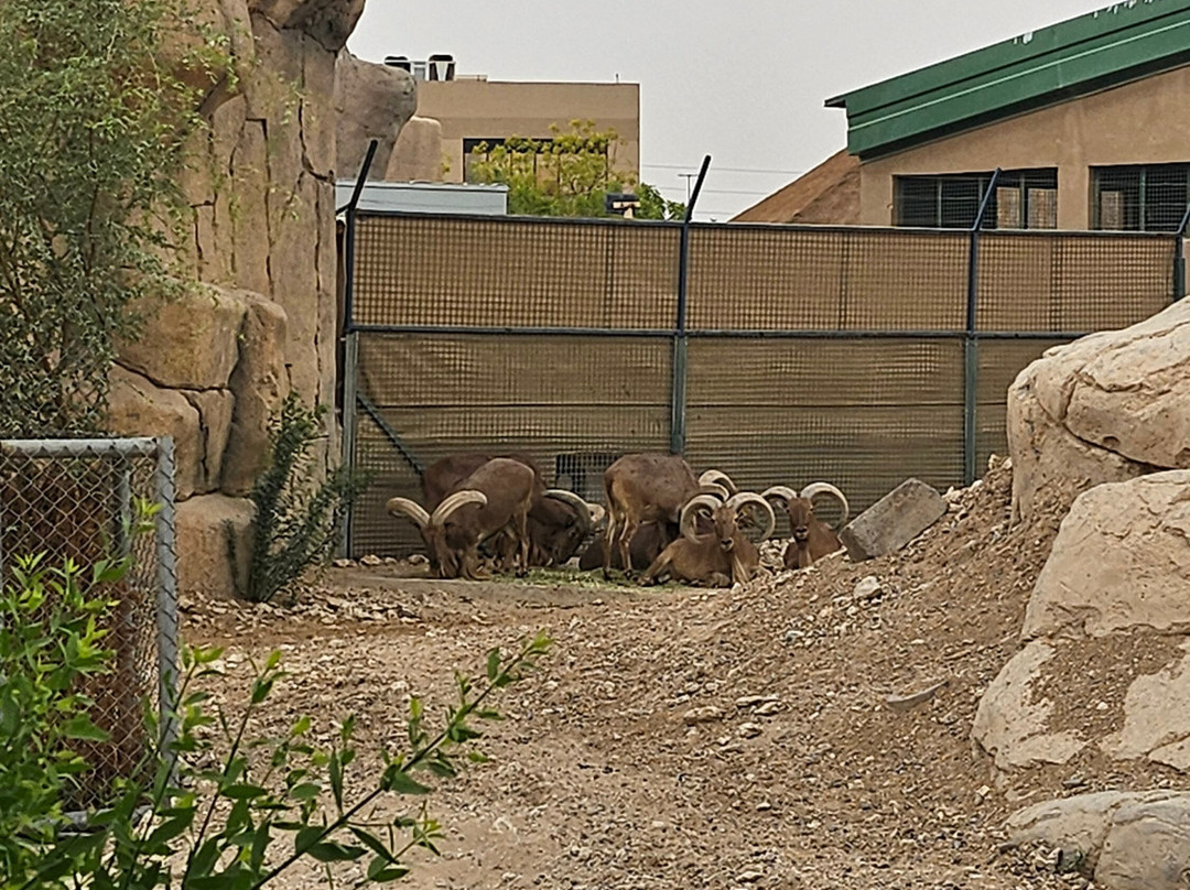Al Ain Zoo 2017 2018 2019-艾因市必去景点