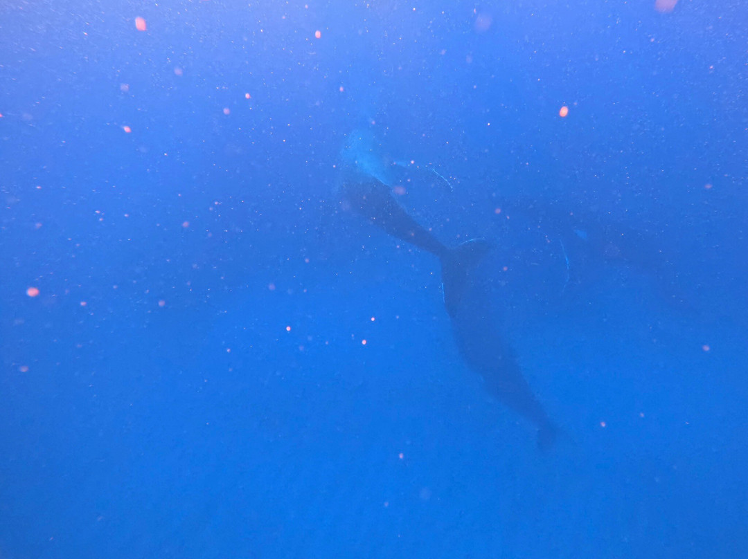 Tongan Expeditions Dive & Whale Watching-Neiafu必去景点