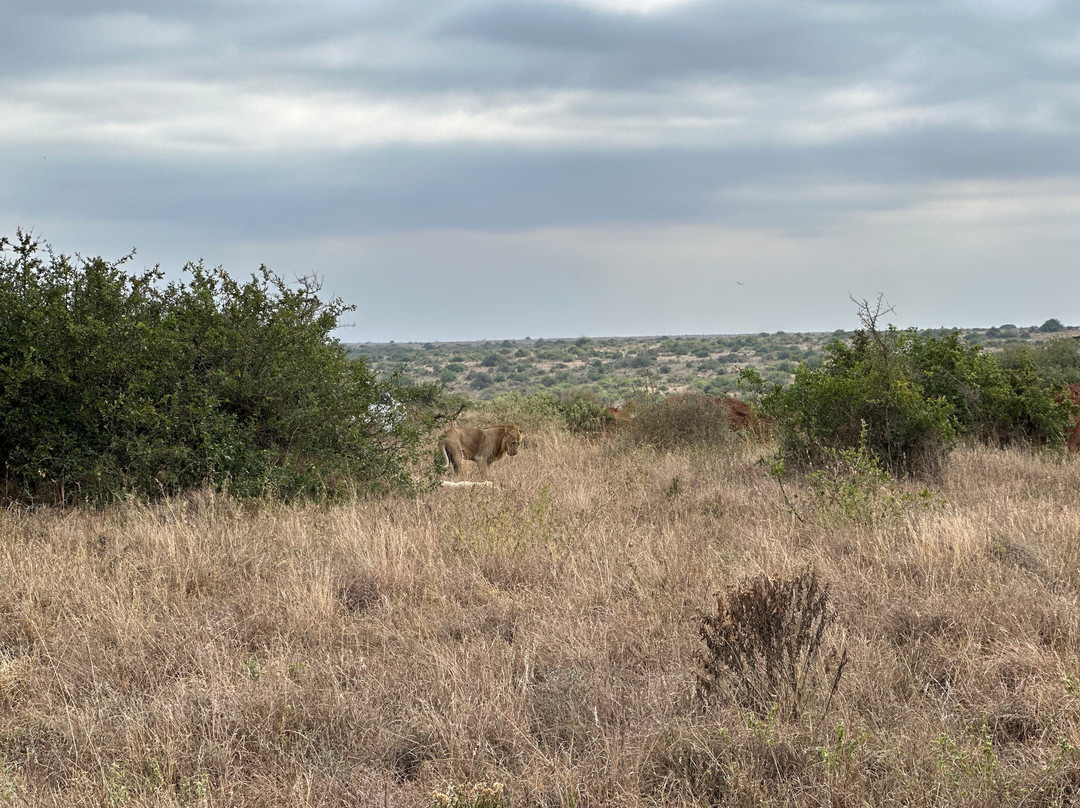 NIVLEK TOURS-内罗毕必去景点