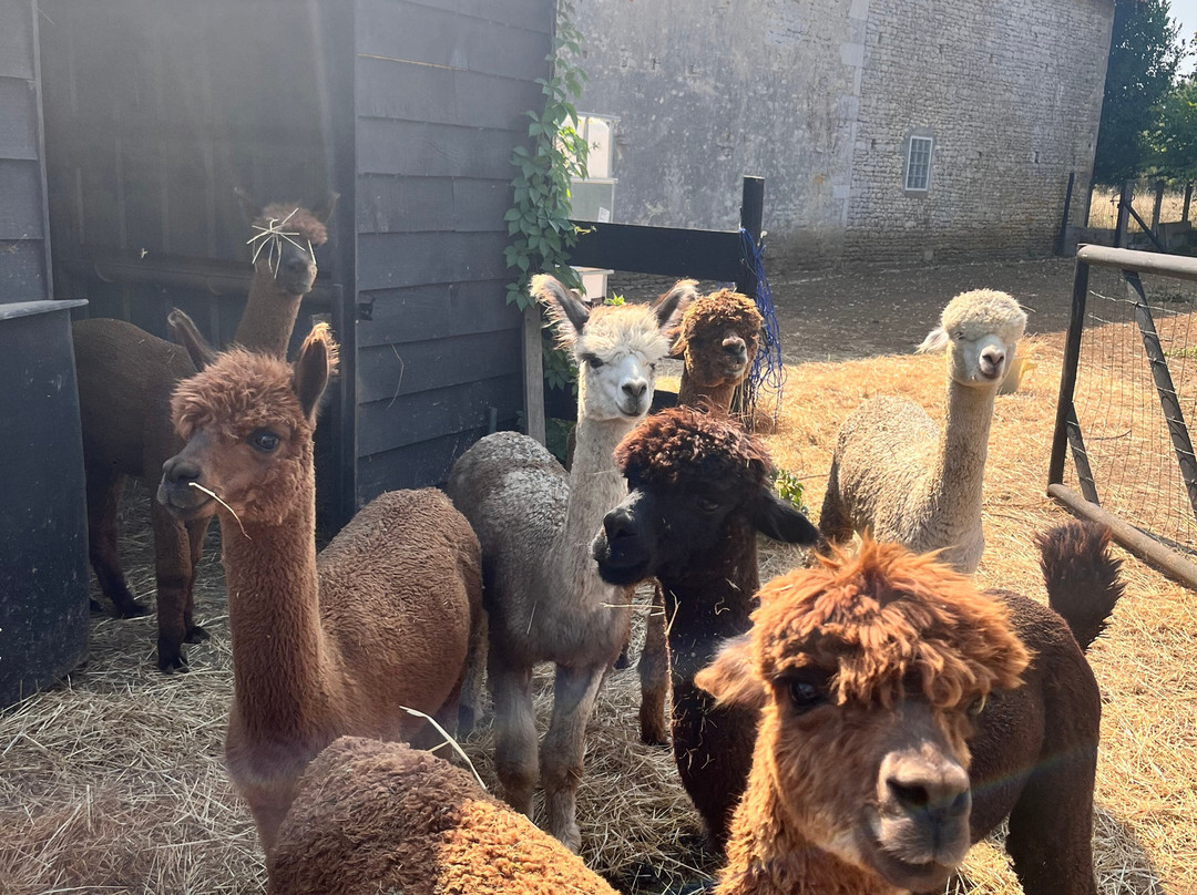 Nana Mac Alpaca Farm-Limalonges必去景点