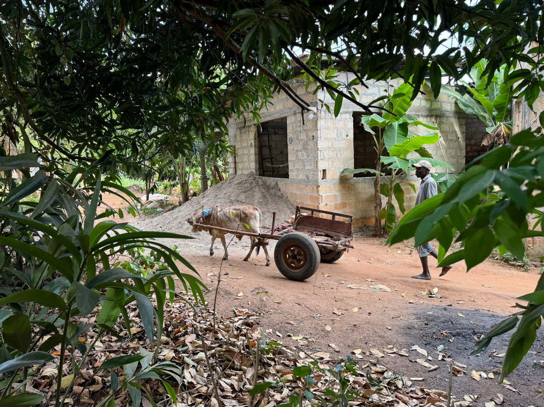 Jambo Spice Farm-桑给巴尔市必去景点