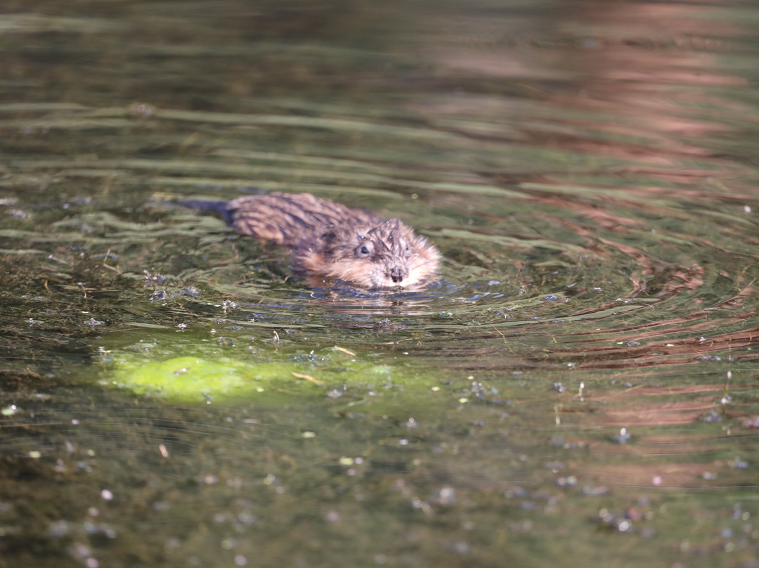 Cimarron Canyon State Park-Eagle Nest必去景点