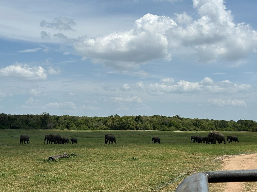 Minneriya Wild Elephant Safari-Minneriya必去景点