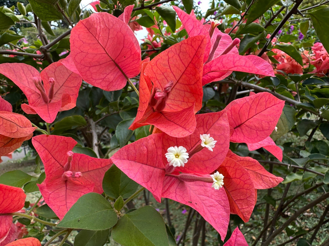 Royal Botanic Gardens Peradeniya-康提必去景点