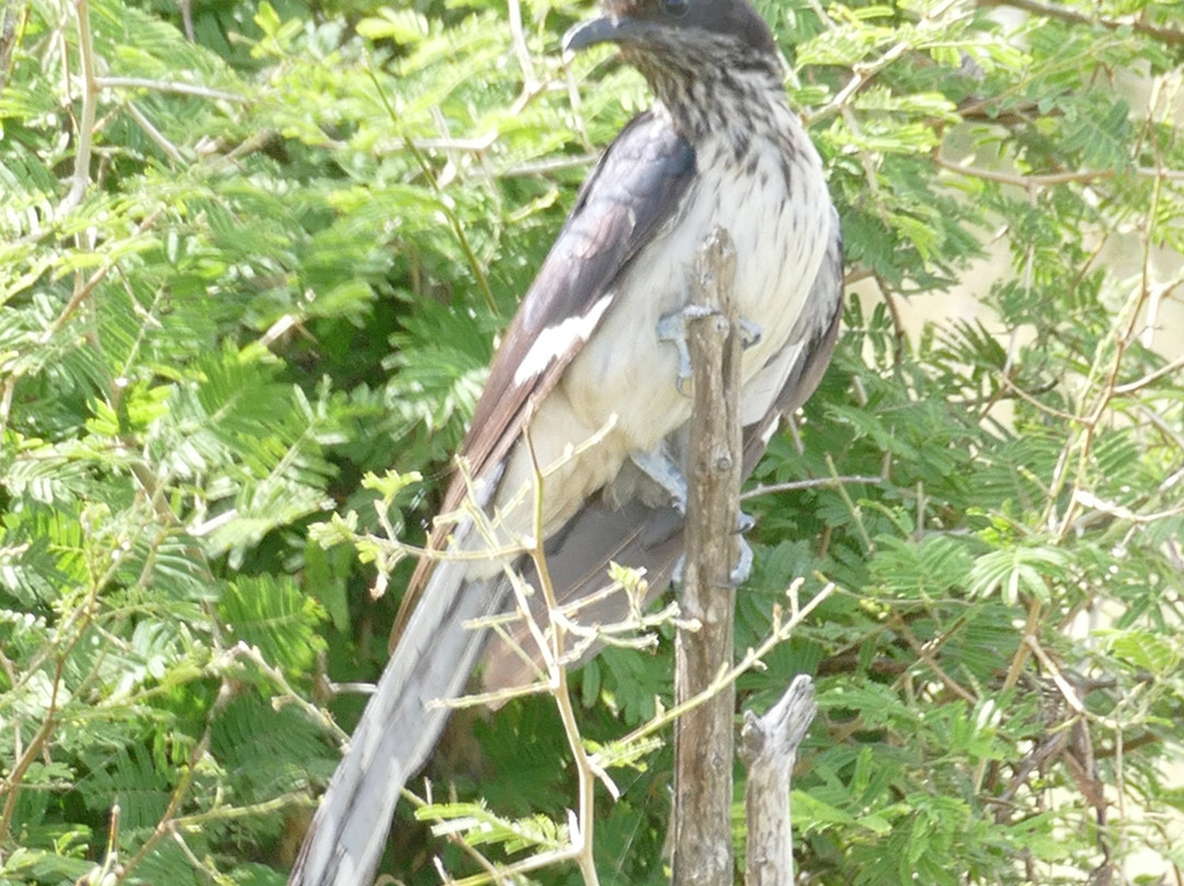 Mkhuze Game Reserve-莫库斯必去景点
